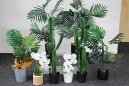 [H-PLANTASSTD] Plants - Assorted Set of 8