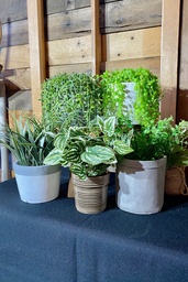 [H-SPPLANT] Plants - Potted Small Assorted