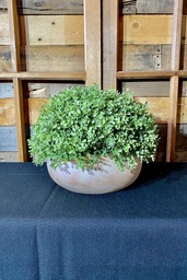 [H-MPPLANT] Plants - Potted Medium Assorted