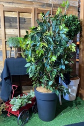 [H-PPLANT] Plants - Potted Large Evergreen